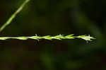 Savannah-panicgrass
